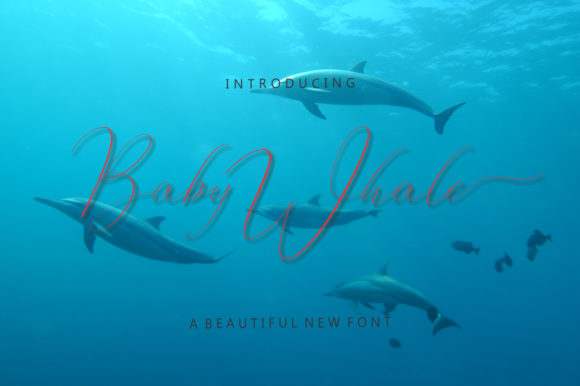 Baby Whale Font for Editorial Design